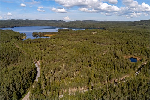 Skog vid Hulen