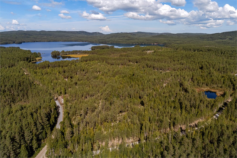 Skog vid Hulen