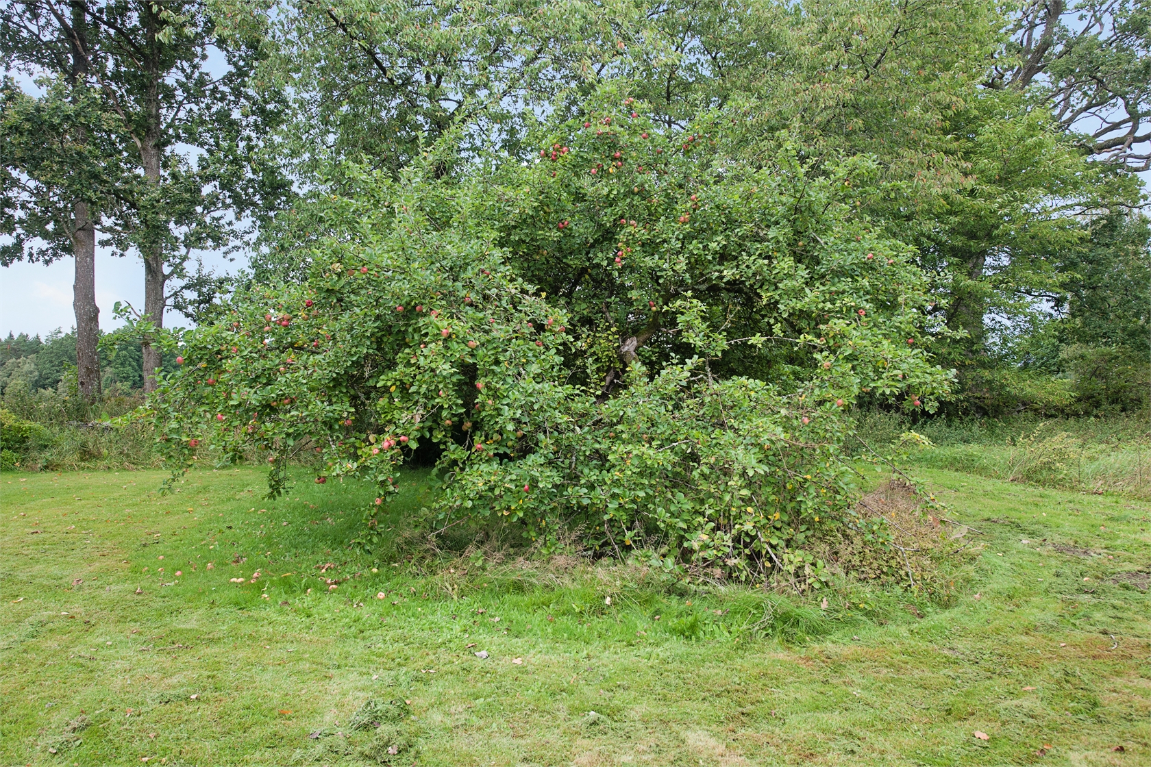 Sköldstad Norregård 2 – bild 3