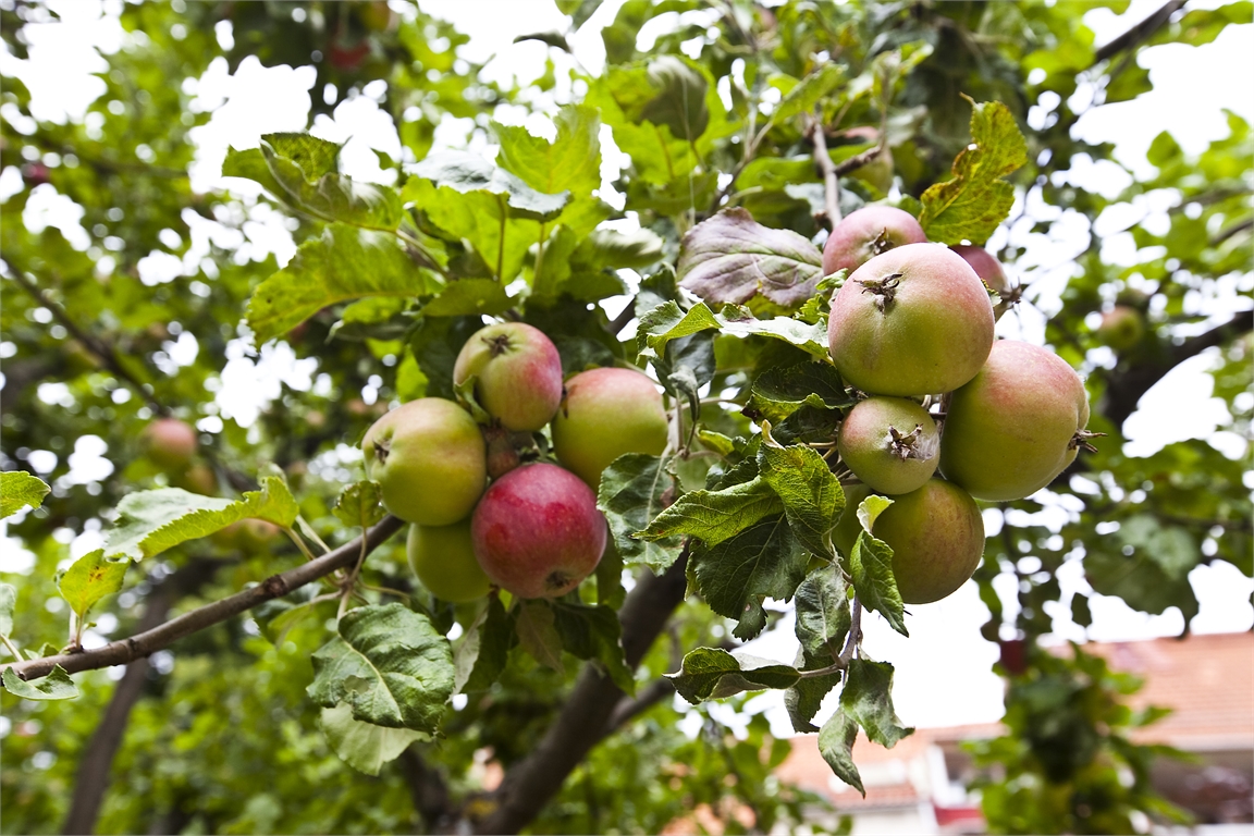 mån 12/10 – bild 18