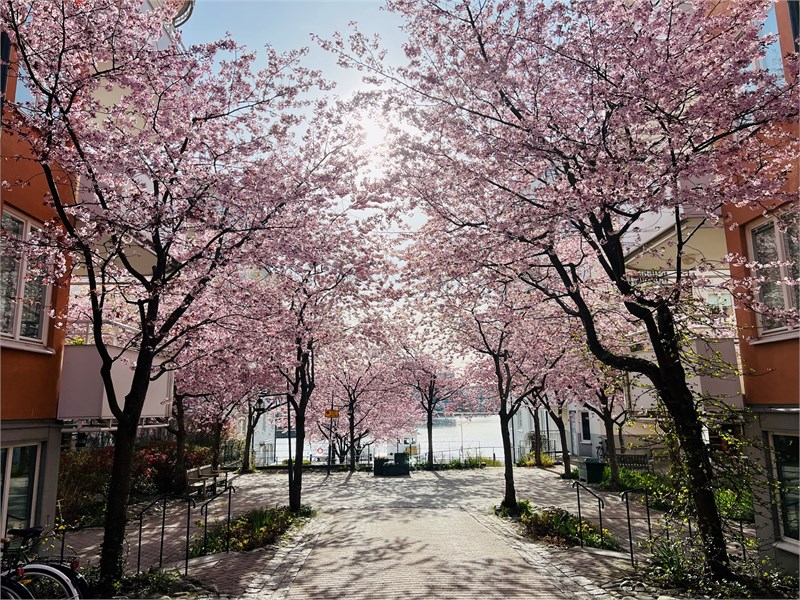 Körsbärsträdsblomning på innergården