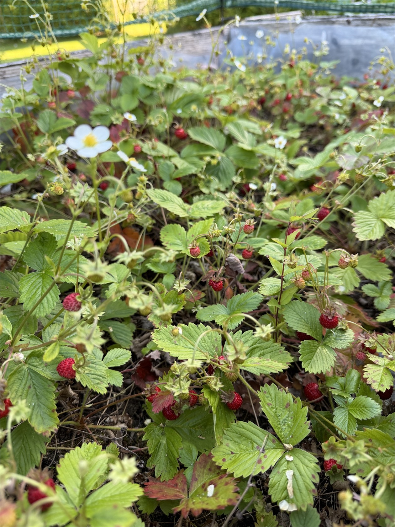 lör 3/10 – bild 12