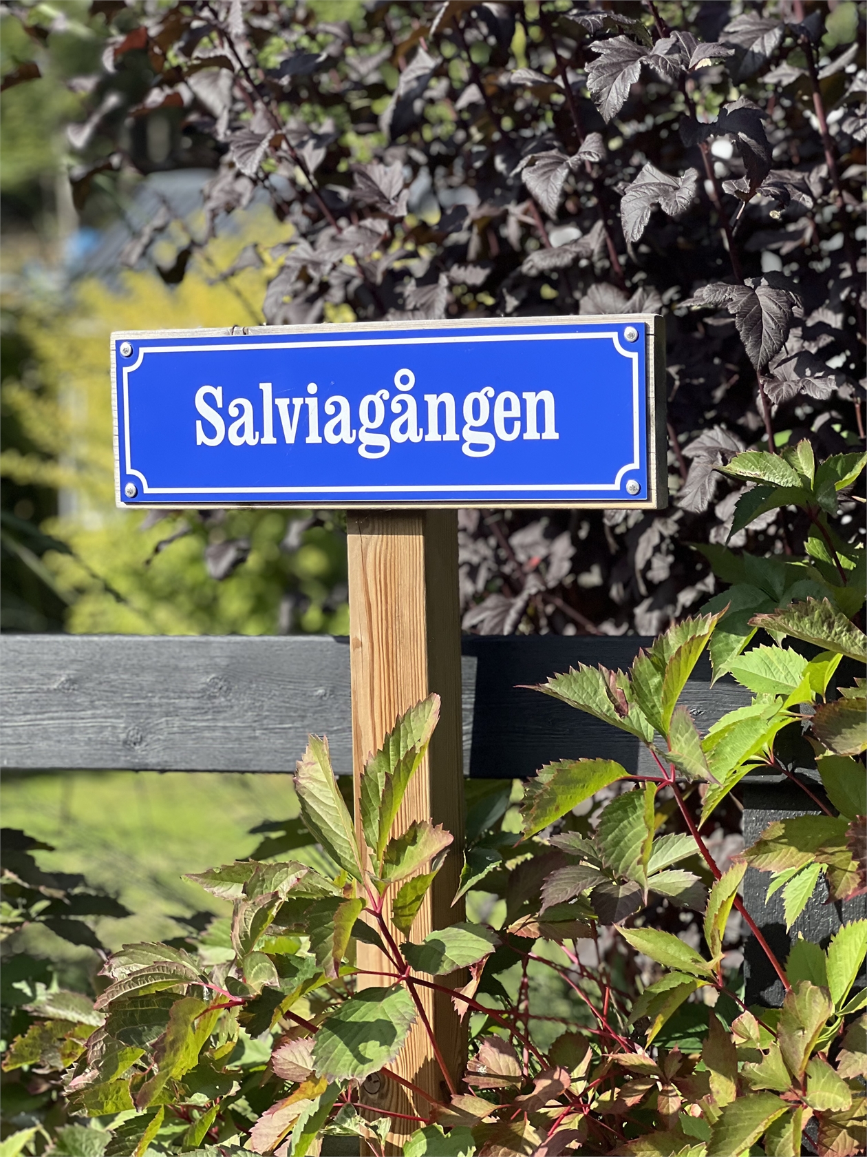 tors 24/9 – bild 20