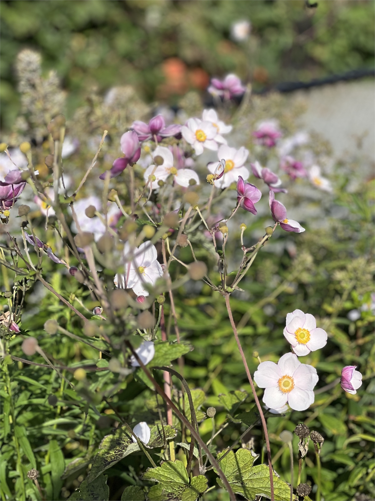 tors 24/9 – bild 23