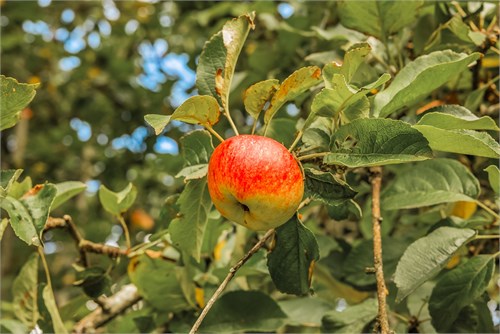 Ämnaröd 126