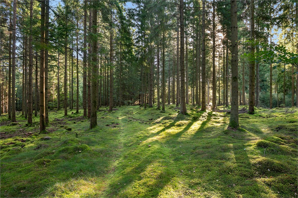 Bosjöholm