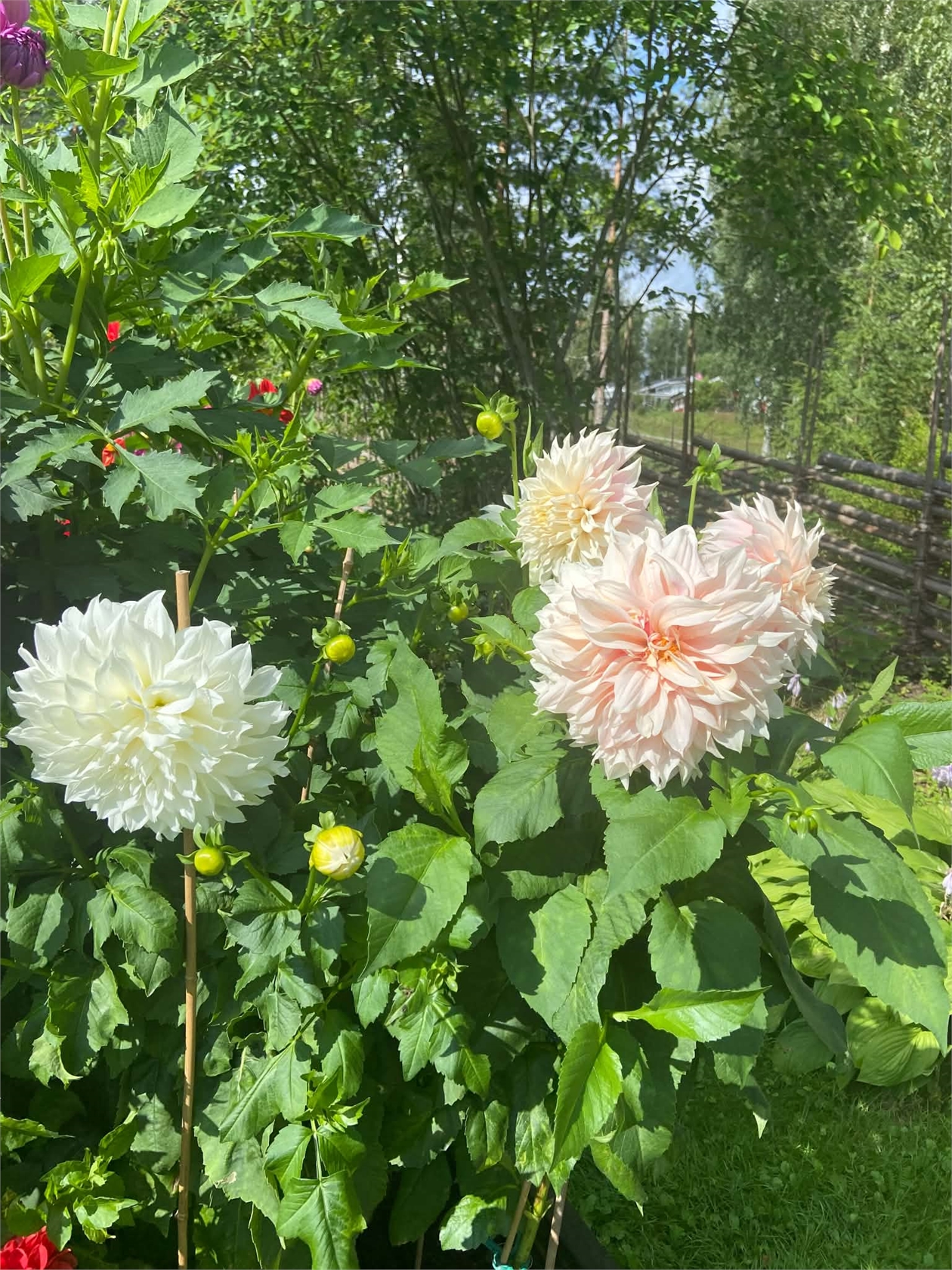 lör 10/10 – bild 30