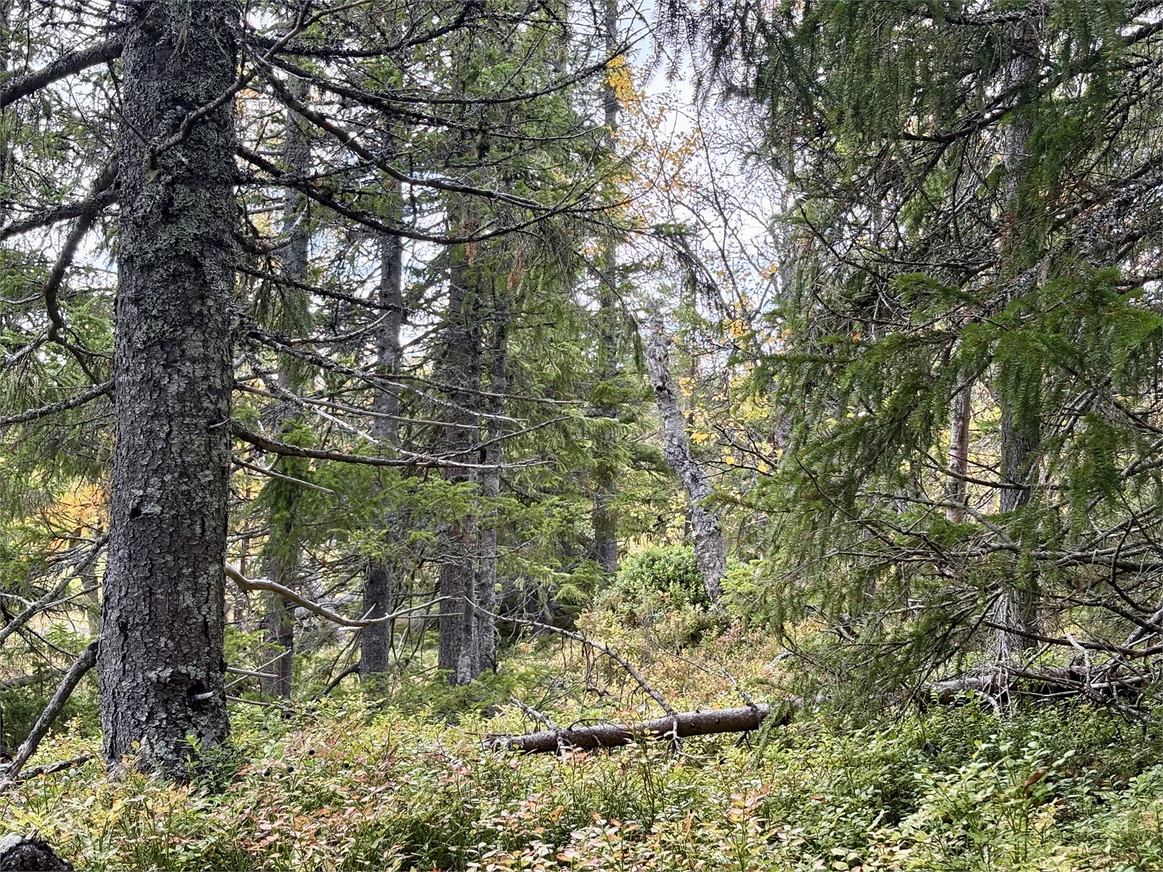 Se fler – bild 7