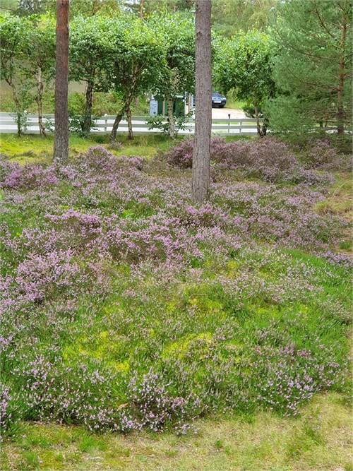 Säljarens bild
