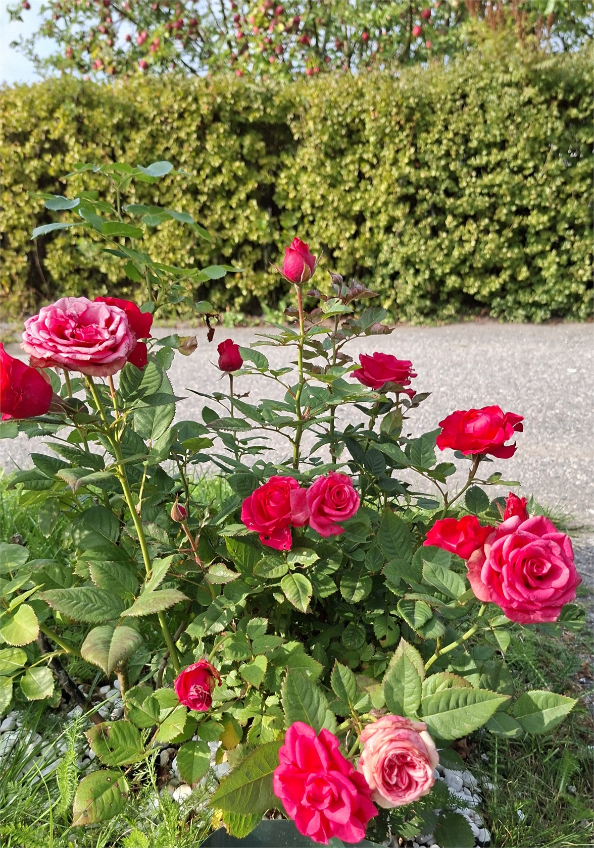 På gång – bild 7