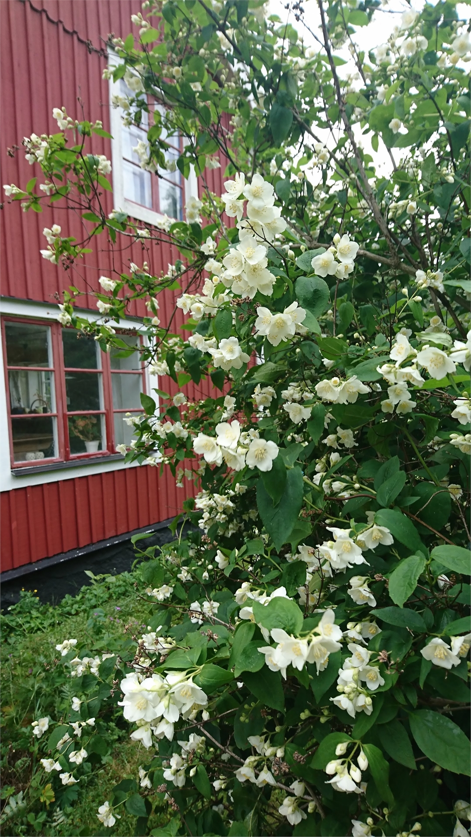lör 31/10 – bild 38