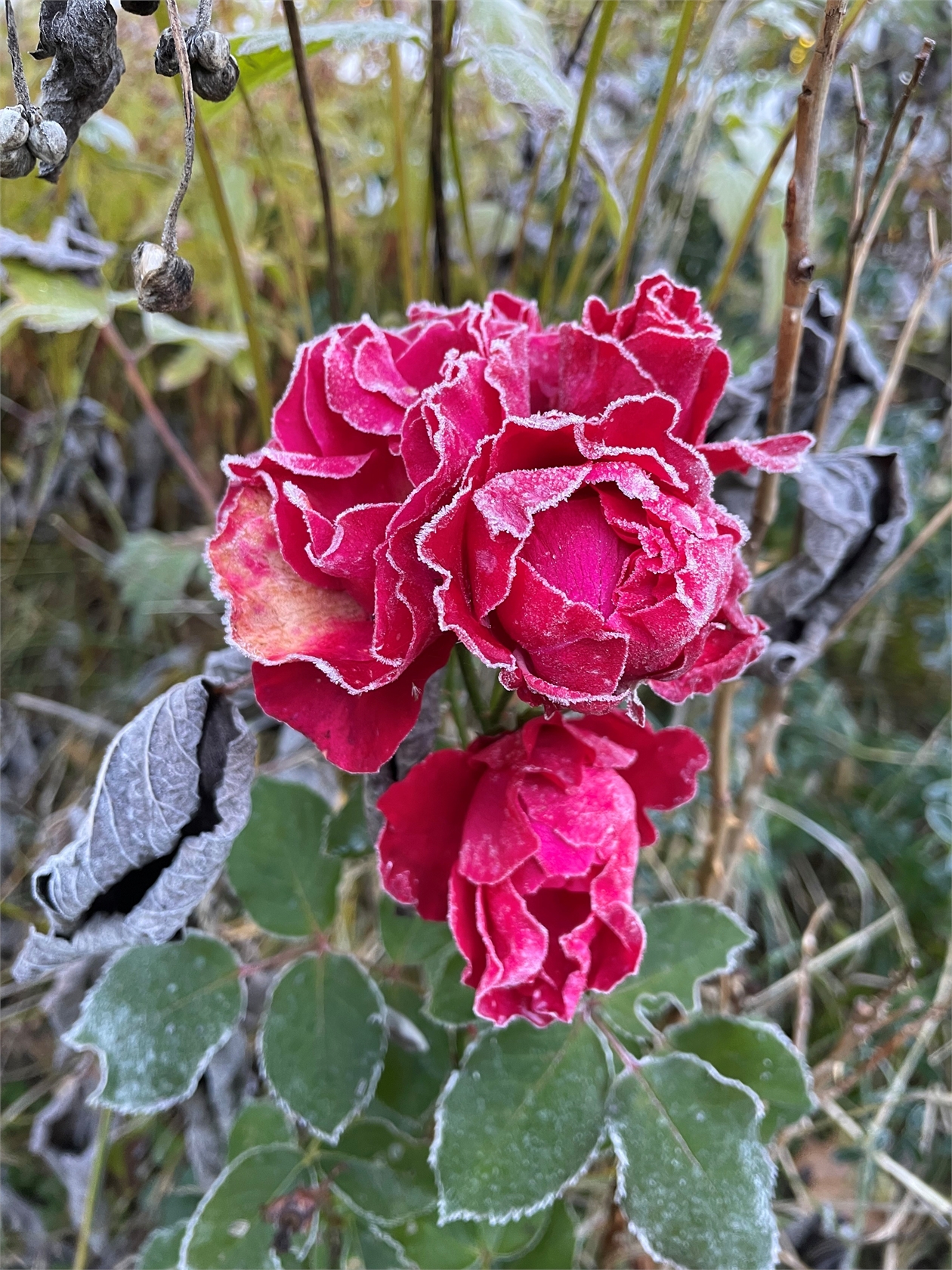 tors 29/10 – bild 13
