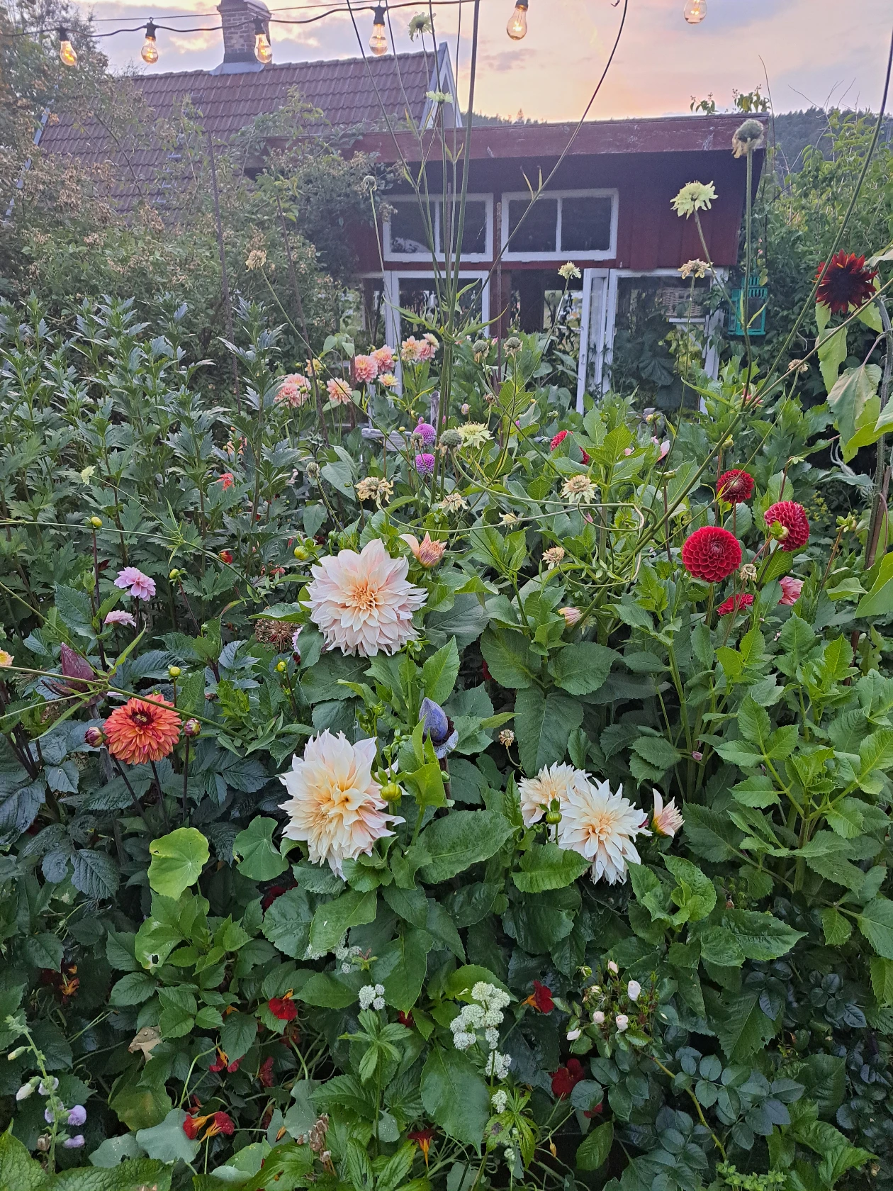 lör 7/11 – bild 87